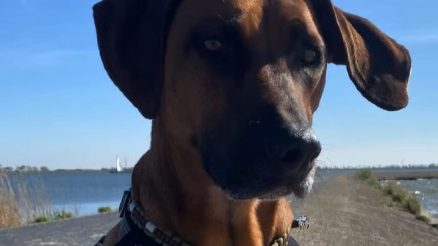 Bowie
