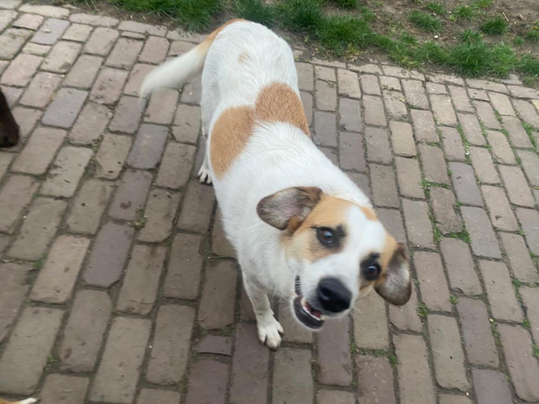 Stella