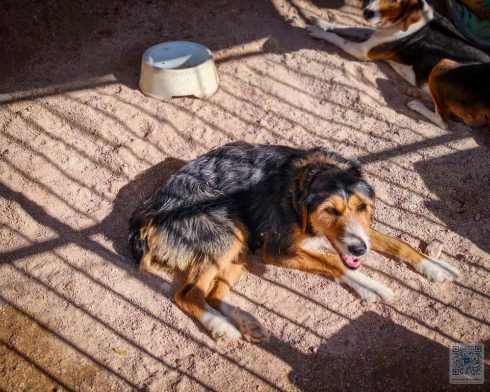 Stella