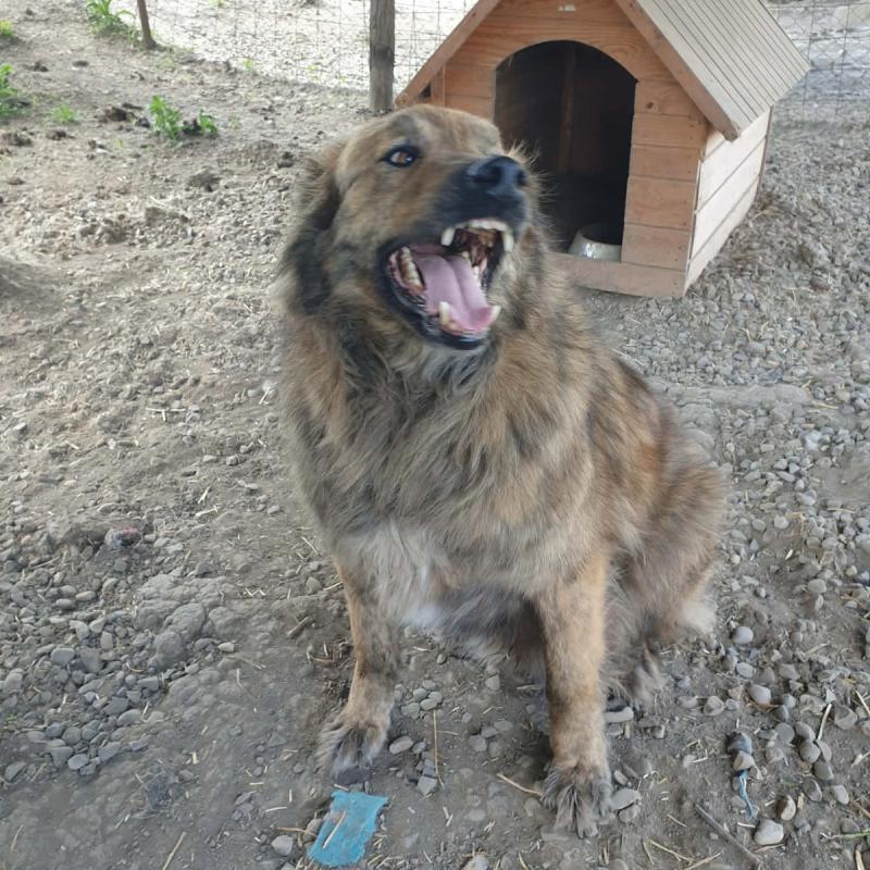 Gino