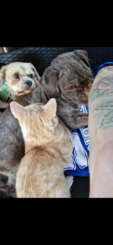 Gooffie
