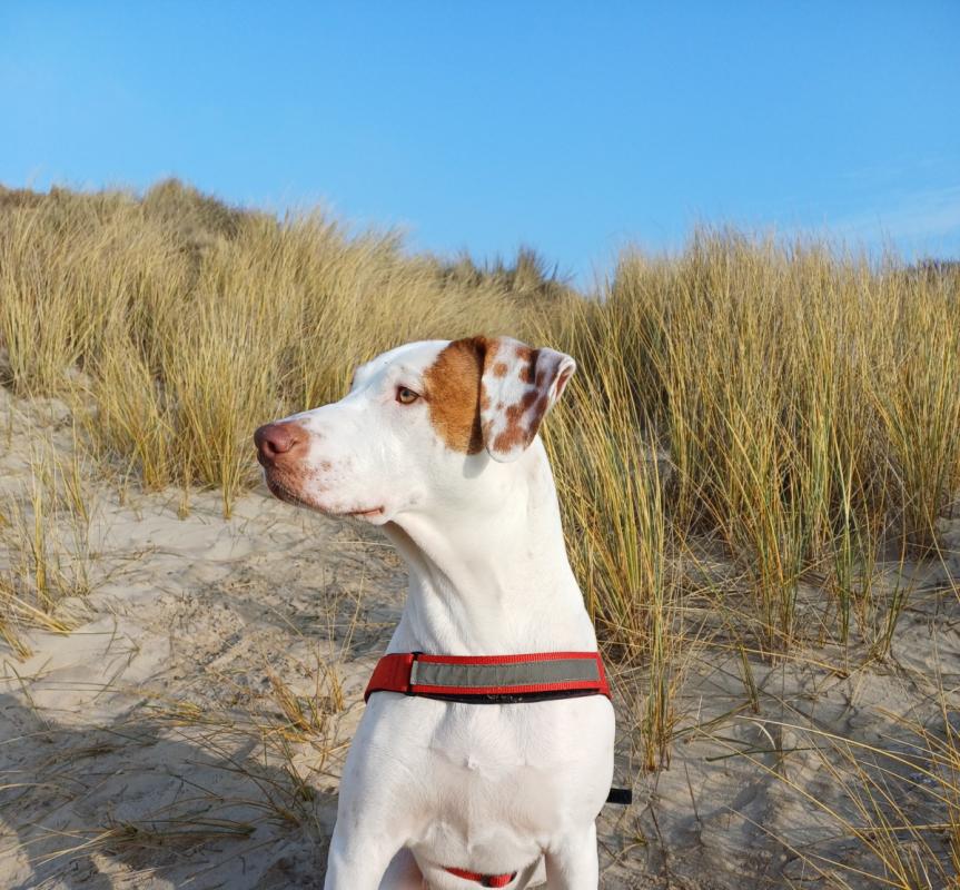 Nova
