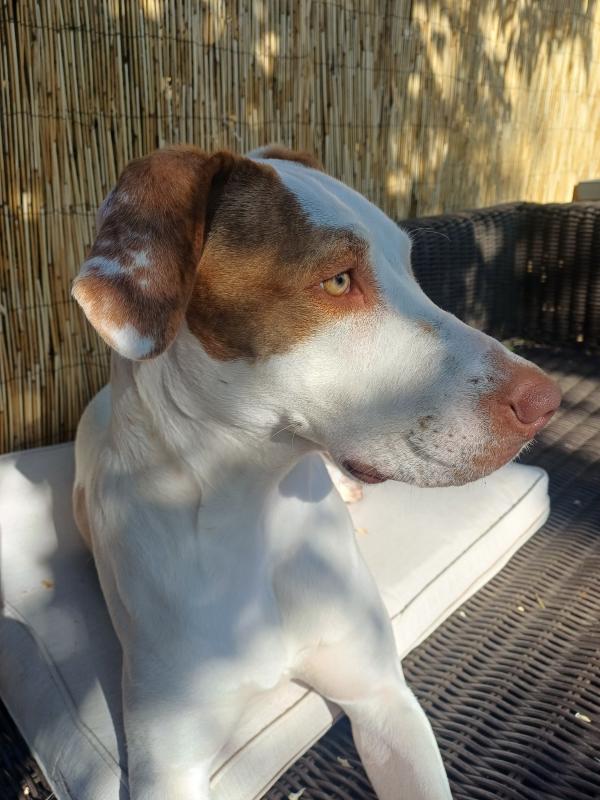 Nova
