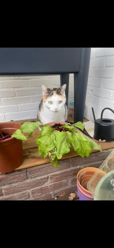 Nellie