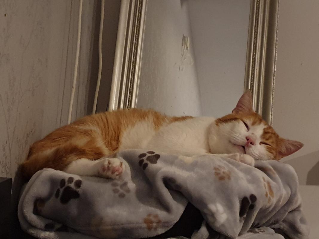 Nikos