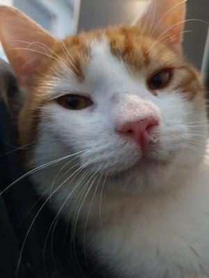 Nikos