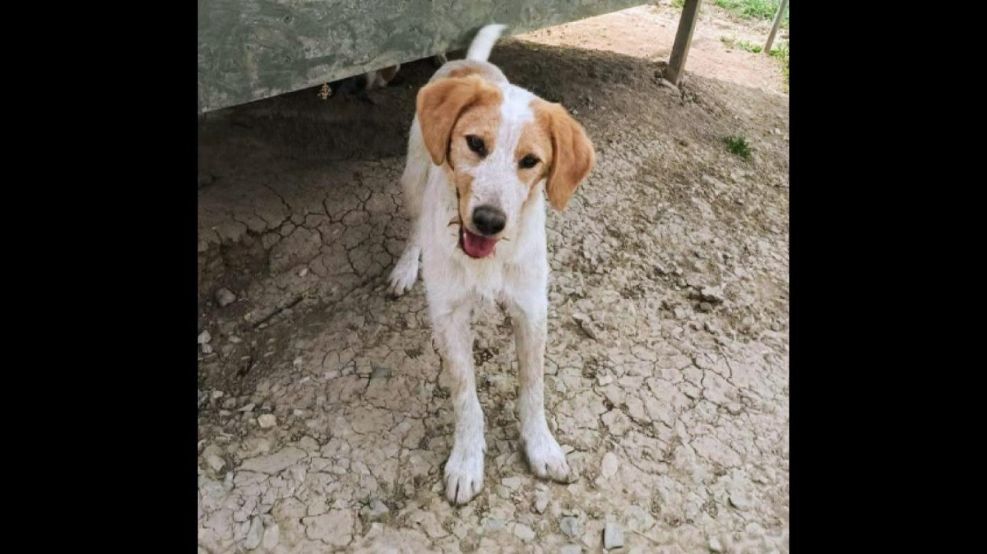 Duke