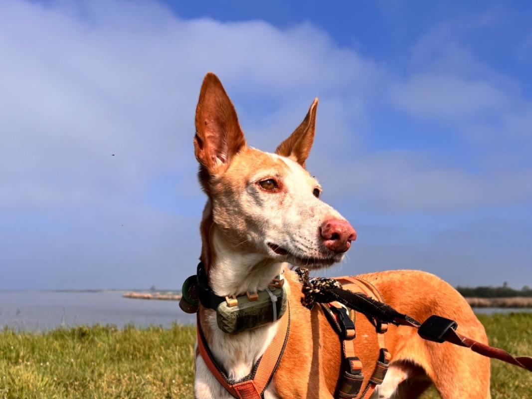 Dingo