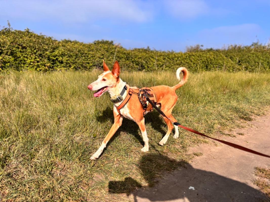 Dingo