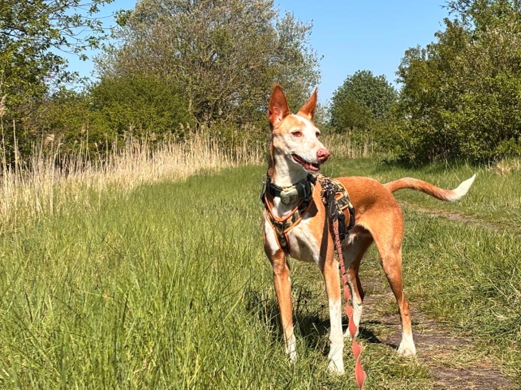 Dingo