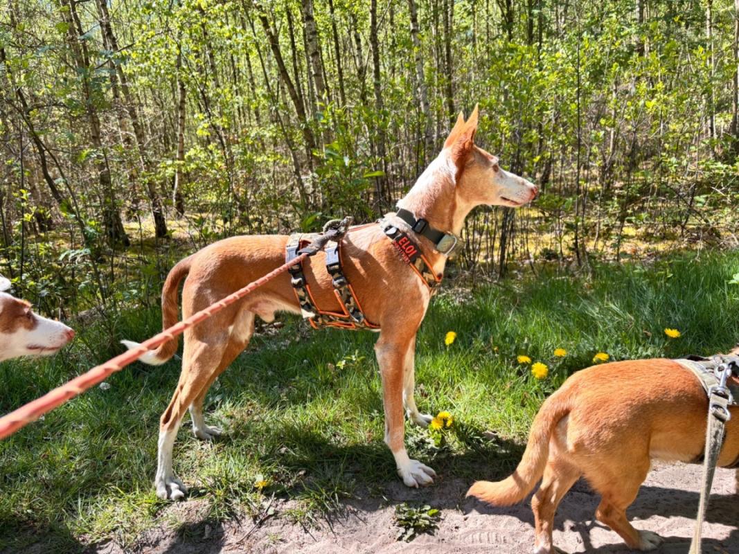 Dingo
