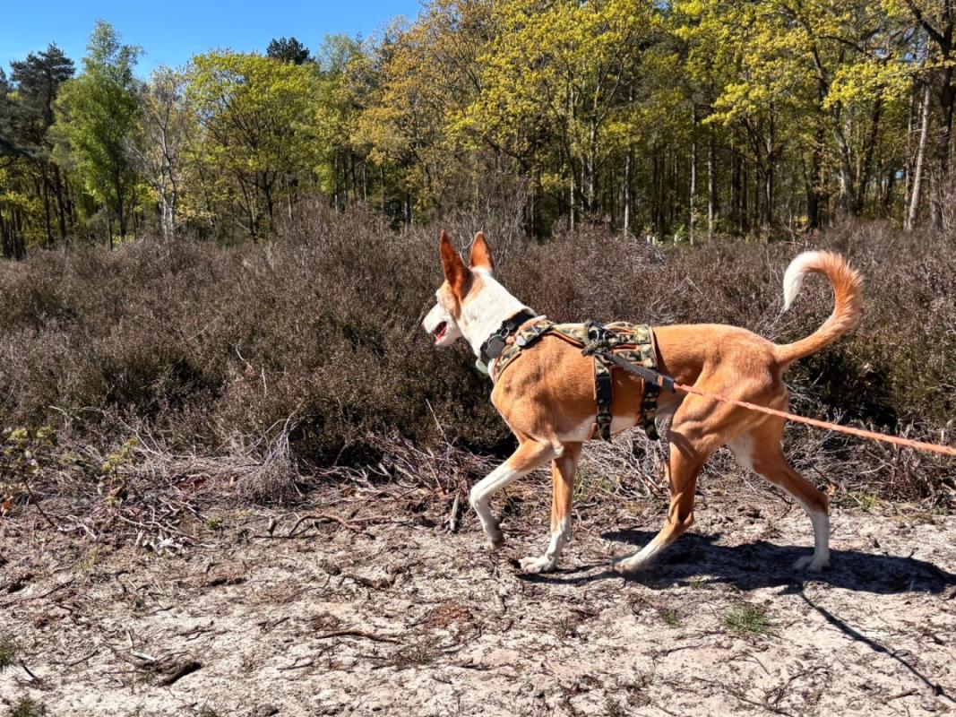 Dingo