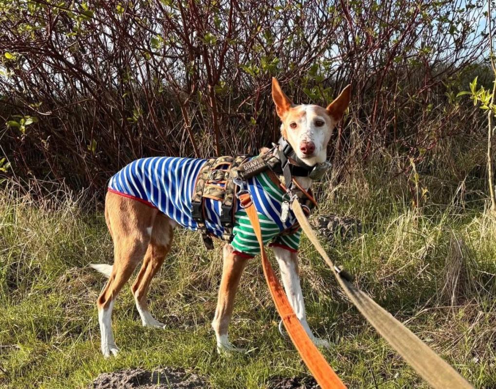 Dingo