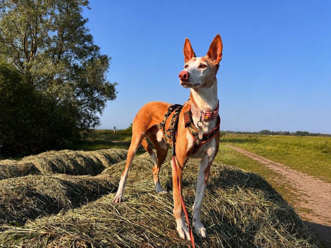 Dingo