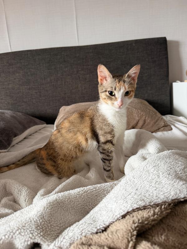 Pixel