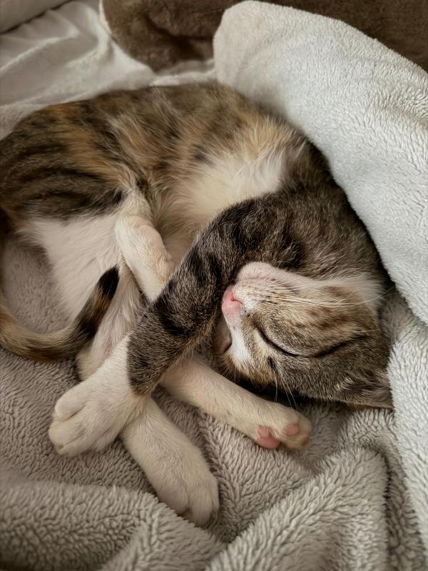 Pixel