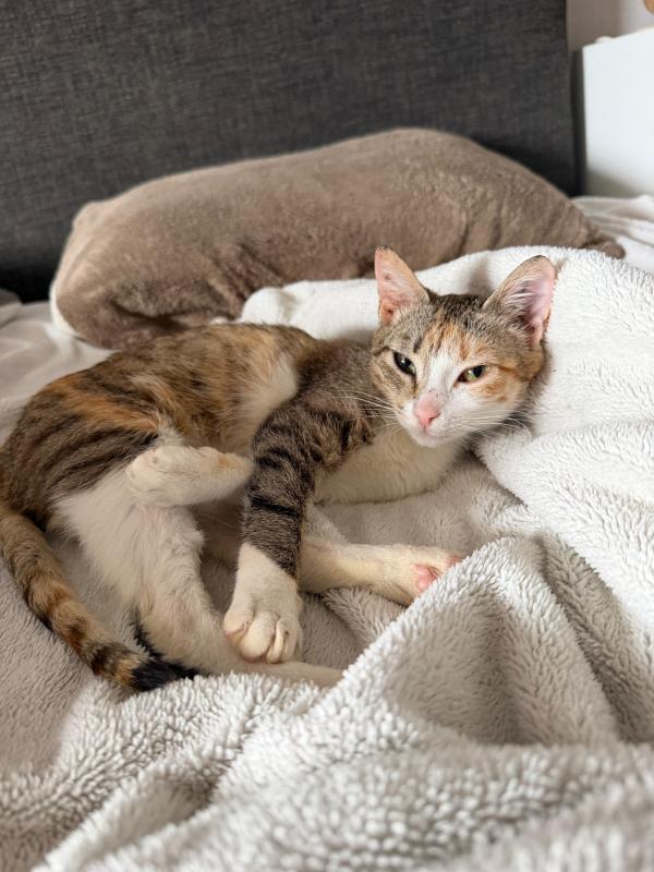 Pixel