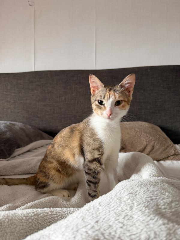 Pixel