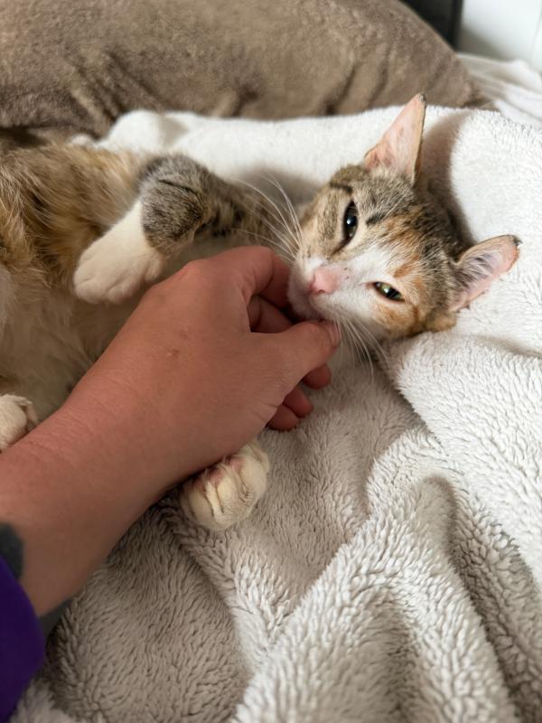 Pixel