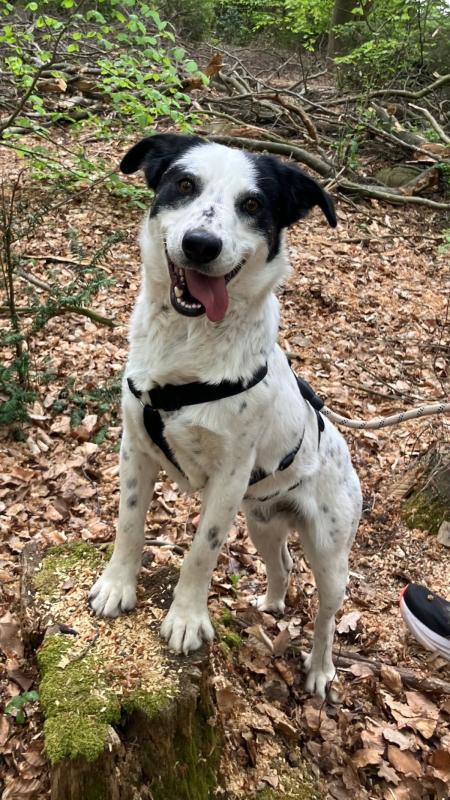 Archie