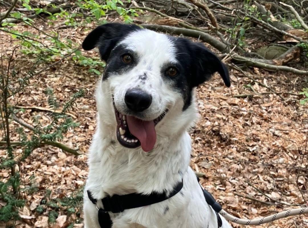 Archie