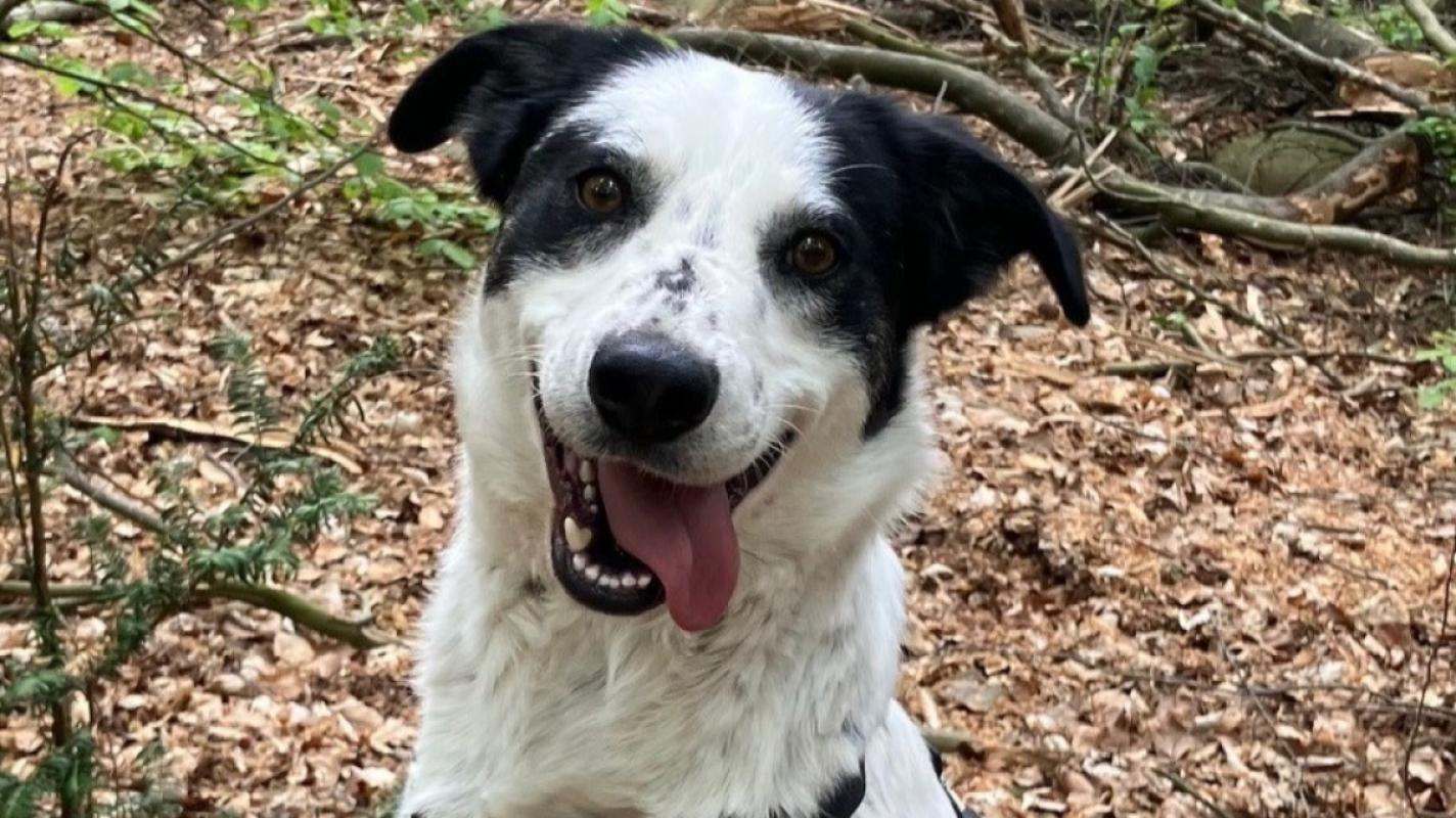 Archie