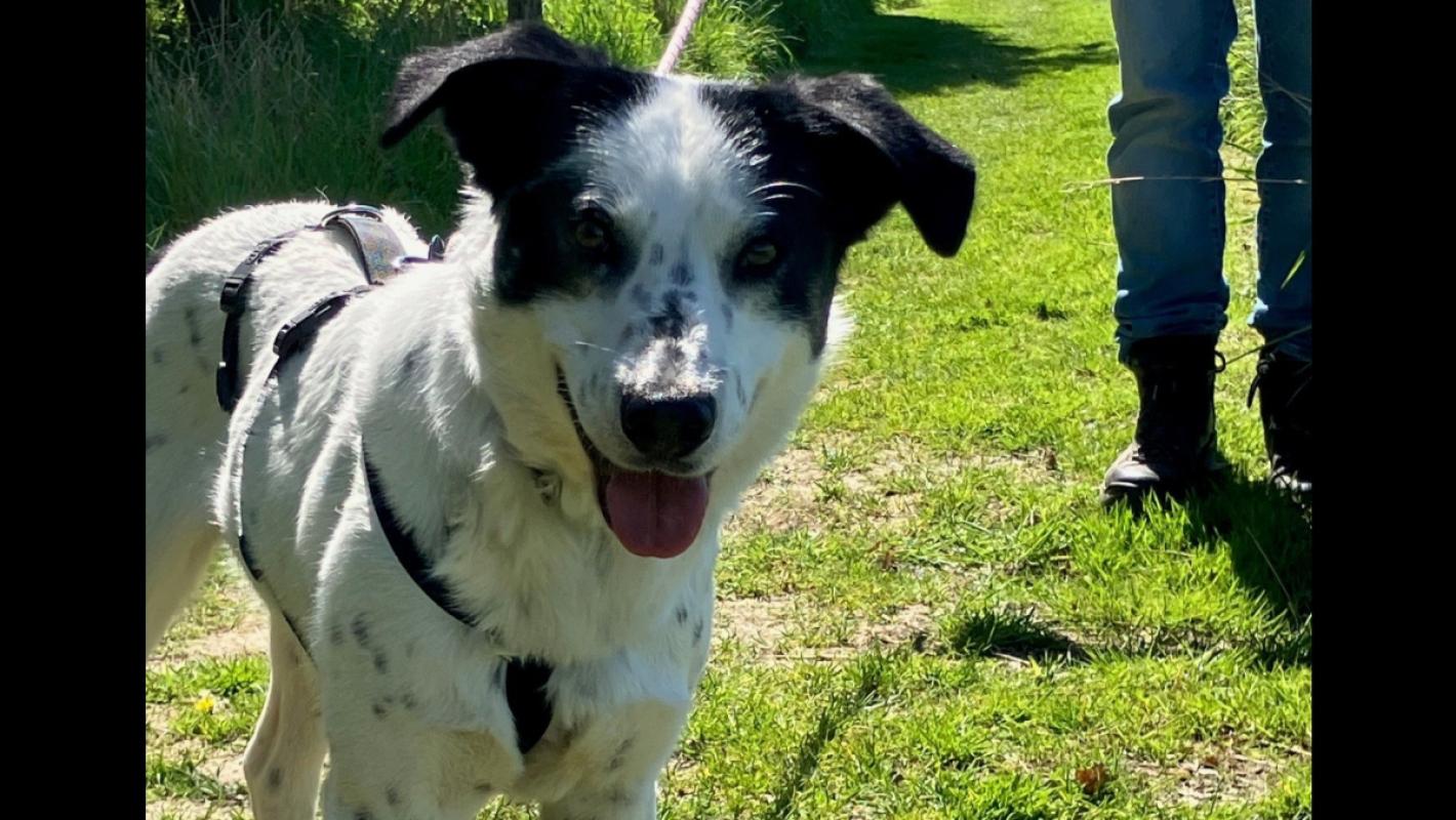 Archie