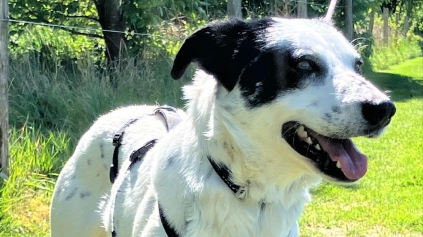 Archie