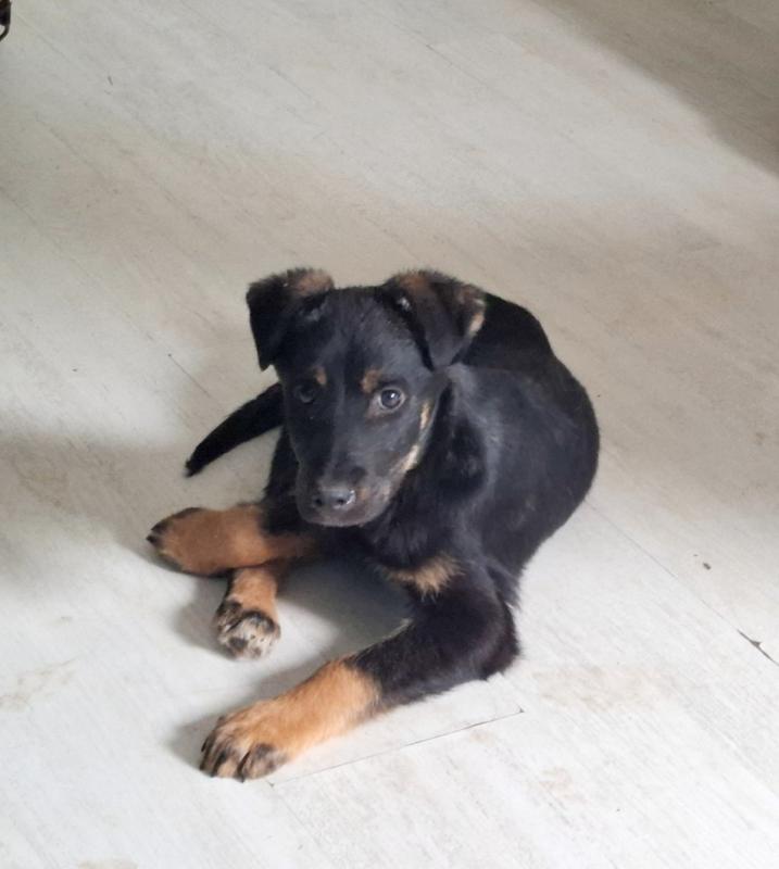 Dex