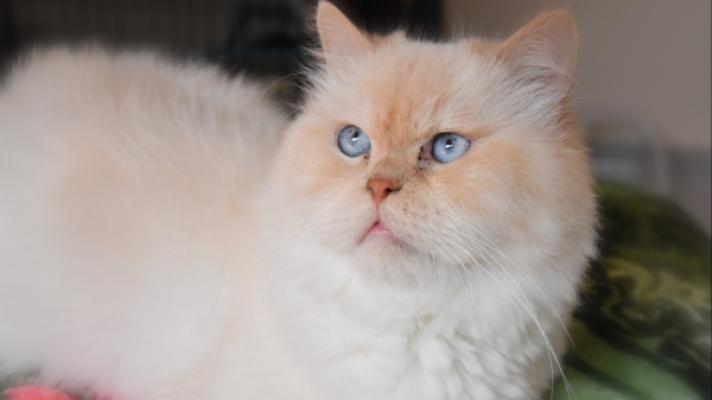 Cooper