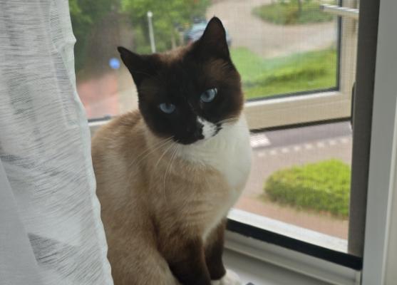 Coco