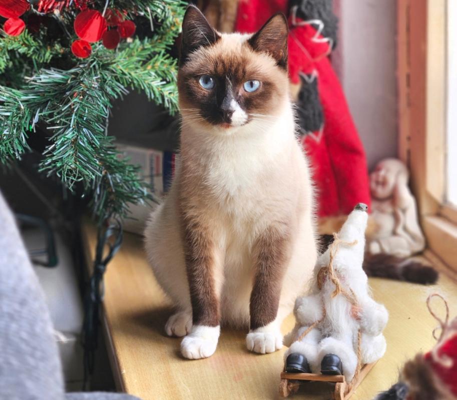 Coco