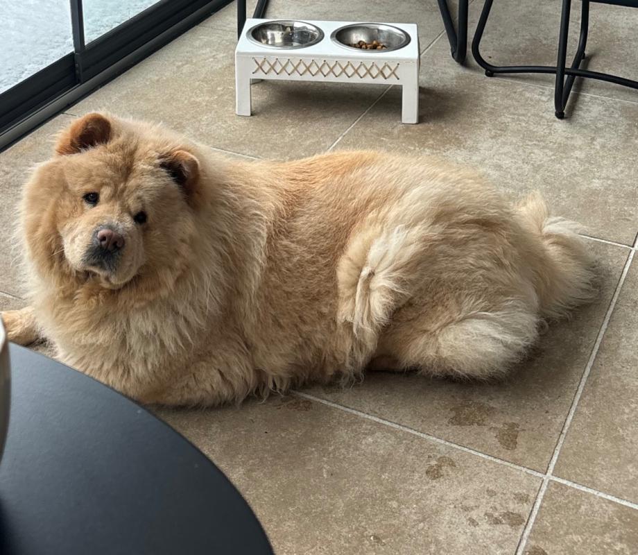 Maya