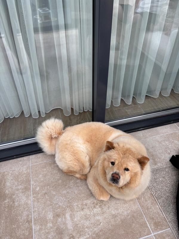 Maya
