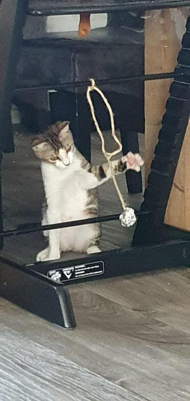 Yoda