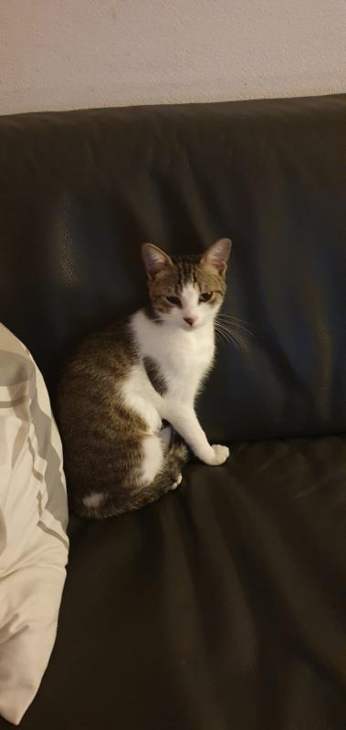Yoda