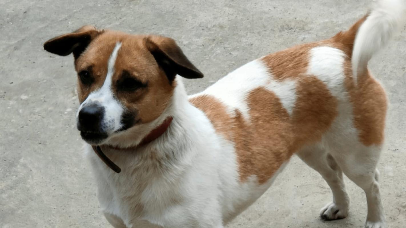 Steluta