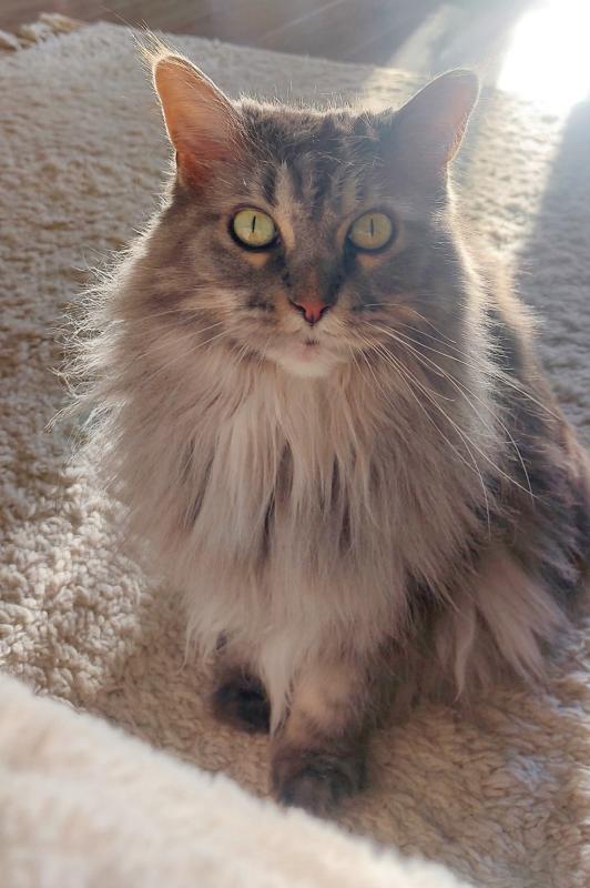 Nova
