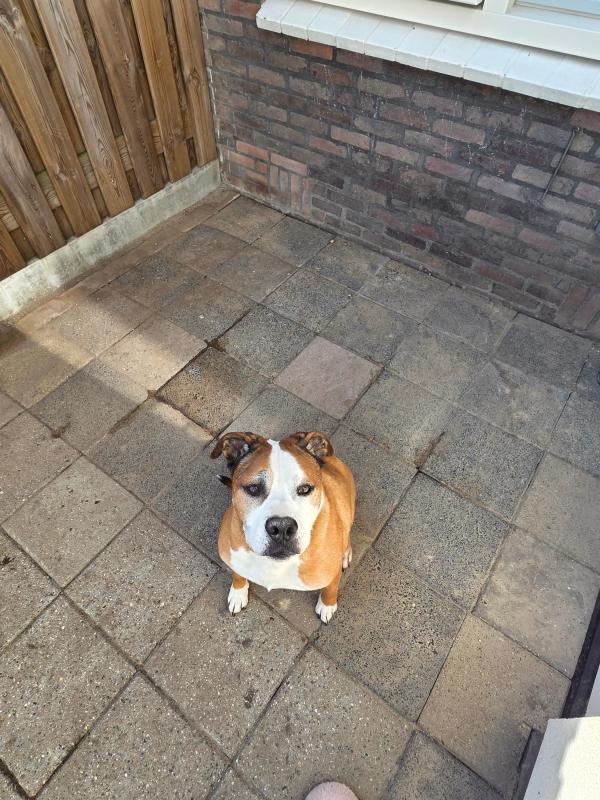 Buddy