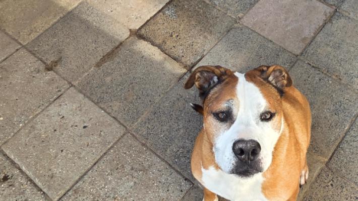 Buddy