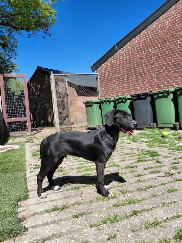 Balou