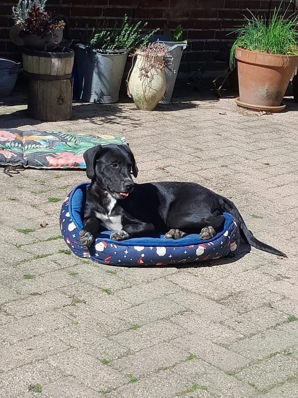 Balou