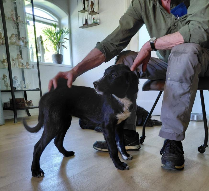 Balou