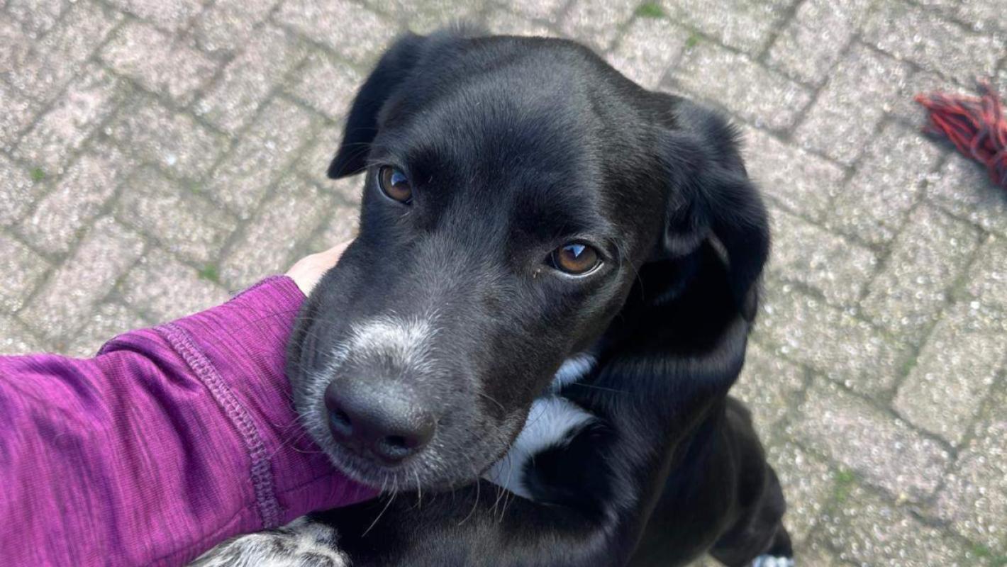 Balou