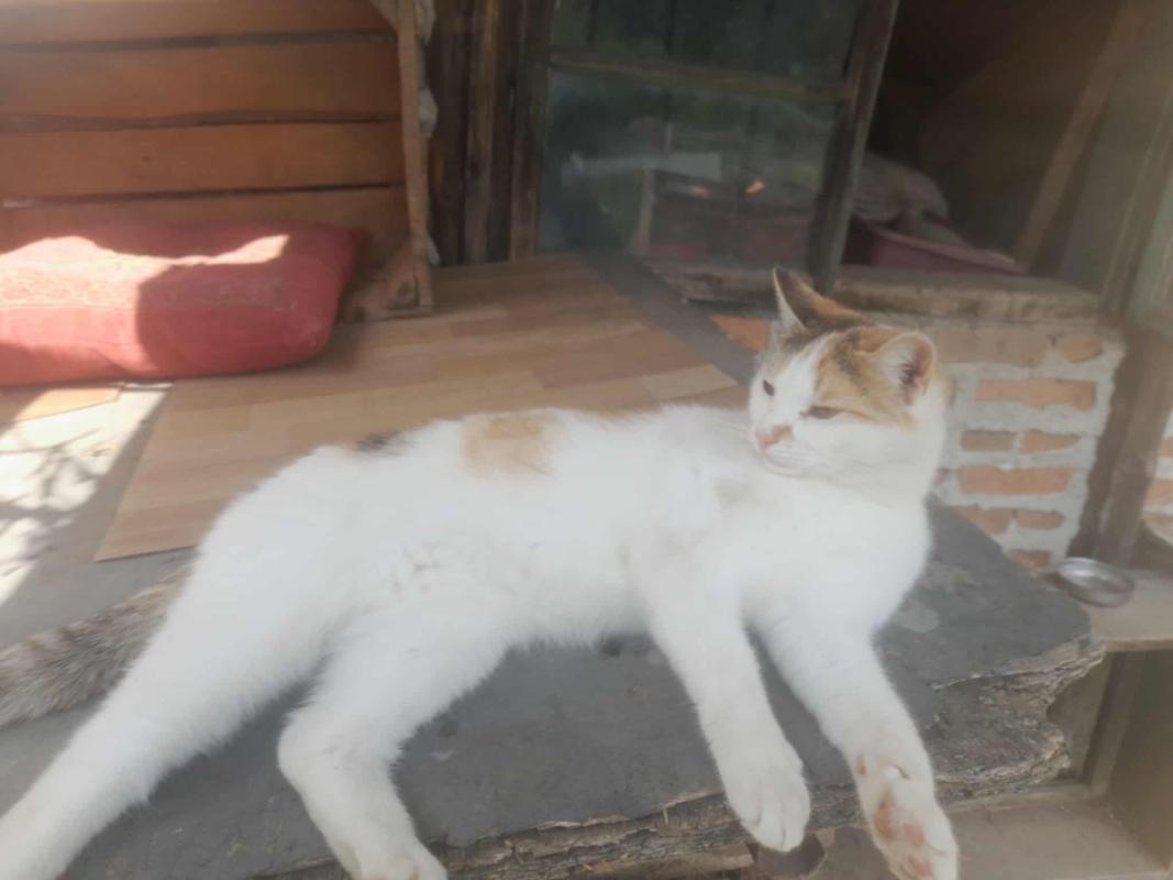 Lilly