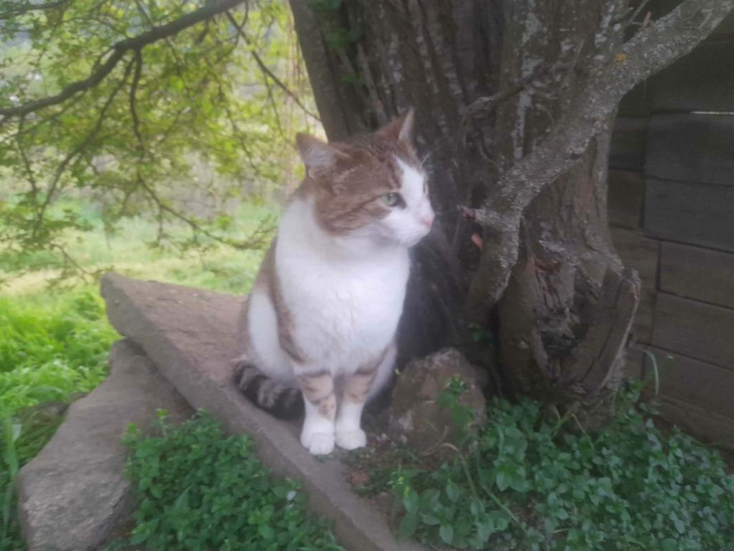 Oscar