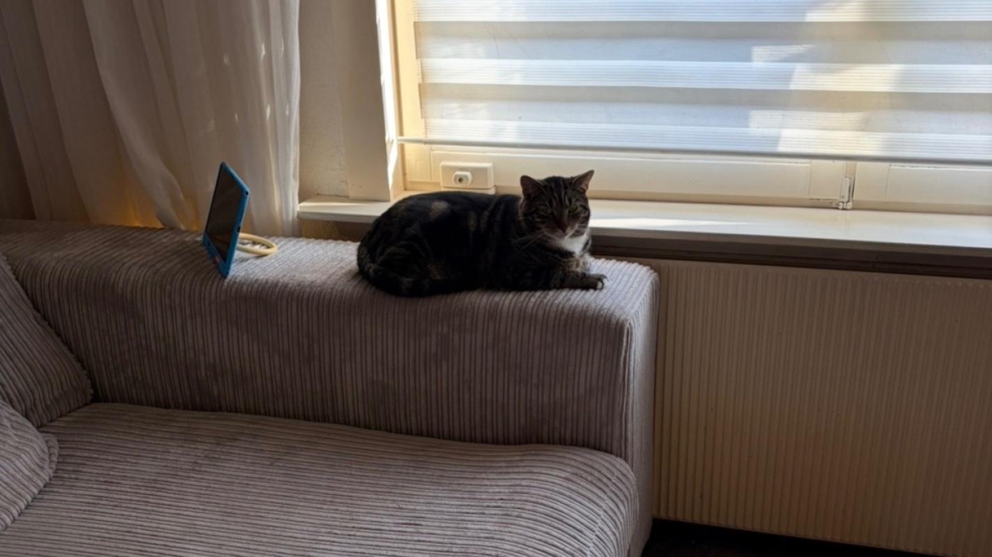 Mikki