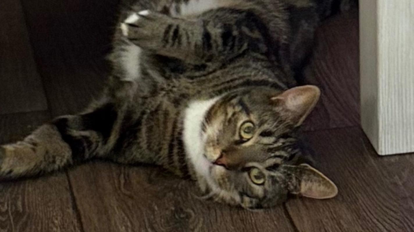Mikki
