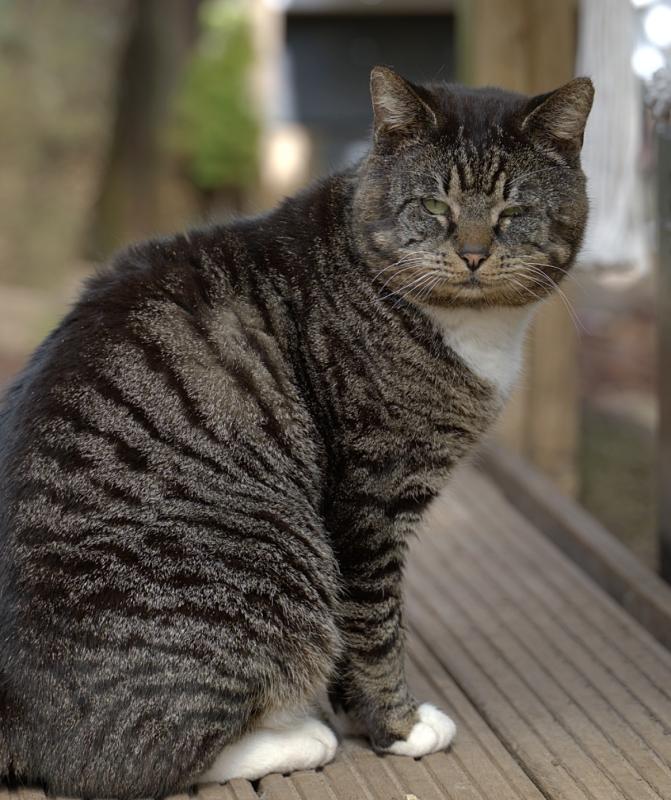 Tom