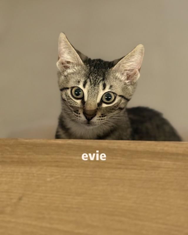 Evie